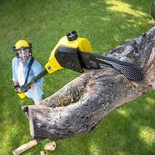 Best Tree Removal  in Goodland, KS