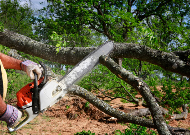 Best Lawn Renovation and Restoration  in Goodland, KS